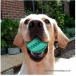 Gumový žvýkací míček pro psy