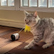 Interaktivní hračka s míčkem pro kočky